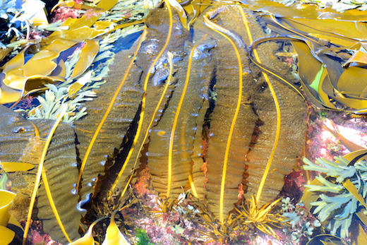 Plants with olive or yellow-brown fronds to 4 m long and 25 cm wide, more often about 1 m and 7.5 cm wide. Generally growing on rock in wave-exposed places, often forming a band at low water and in the shallow subtidal, but also occurring in tidal pools in the lower shore. Photographs  by M.D. Guiry