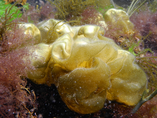 Plants baloon-like when young, becoming contorted and collapsed with age, brown when young to yellow-brown when older, to 250 mm. Generally growing epiphytically on Corallina officinalis and other algae, and on mussels and oysters. Photographs by  M.D. Guiry