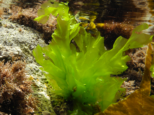 Thallus sheet-like, light green, rather delicate thd translucent, to 250 mm long. Persists throughout the year. on rock and in lower-shore rock pools, and in the shallow subtidal. Photographs by M.D. Guiry